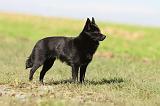 SCHIPPERKE 483